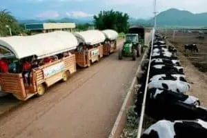 Chok Chai Farm
