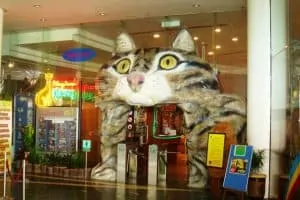 Cat Museum