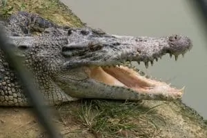 Jong’s Crocodile Farm