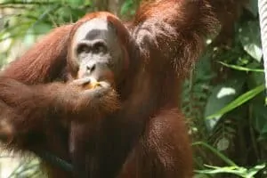 Semengoh Orang Utan Rehabilitation Centre