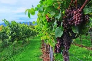 Hunter Valley Harvest Wine