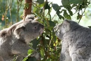 Yanchep National Park