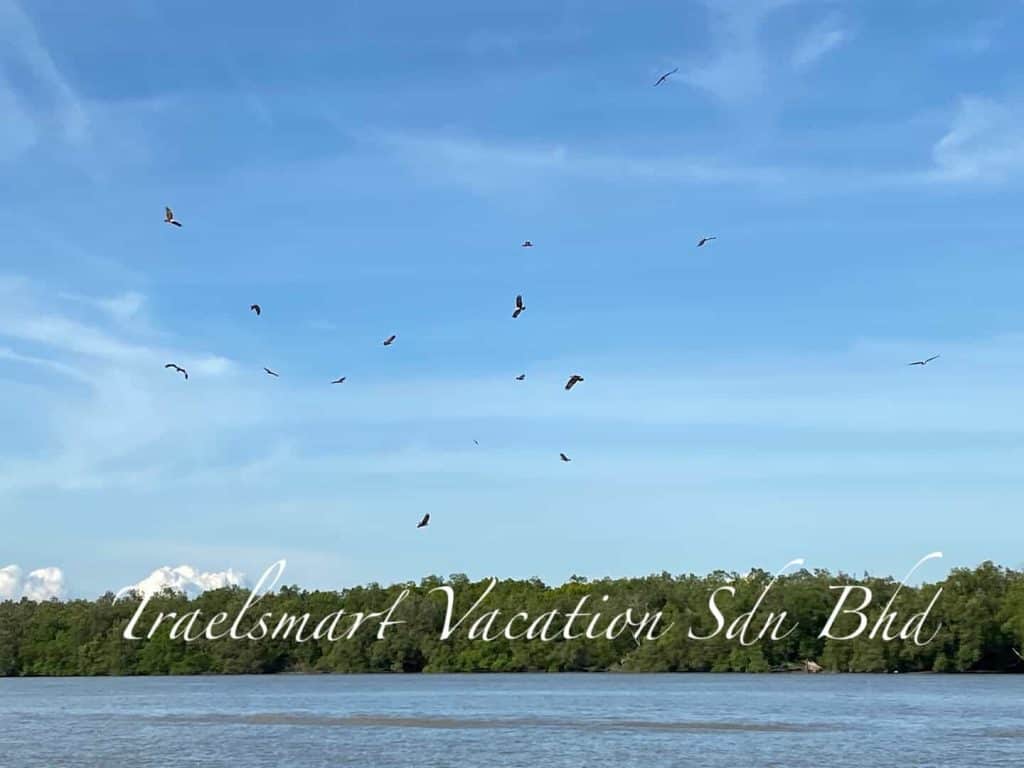 eagle-watching-kuala-selangor