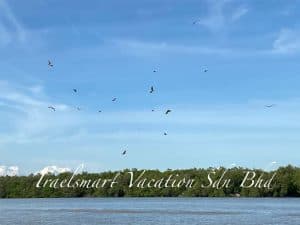 eagle-watching-kuala-selangor