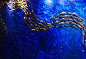 the-top-penang-aquarium